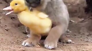 New funny video.tianyuanmengchong_31.