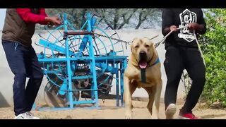 Pakistani PITBULL Bully Dog 2023 ???? Pak Bully Dog Fight World Champion Pak Bully