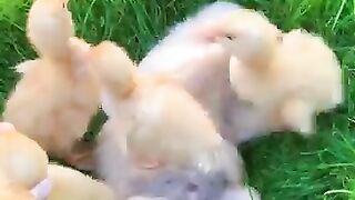New funny video.tianyuanmengchong_29.