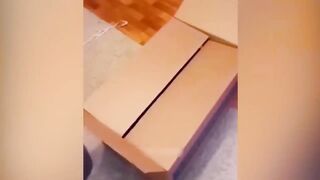 Funniest Animals 2023 ???? Best Funny Cats and Dogs ???????? 7