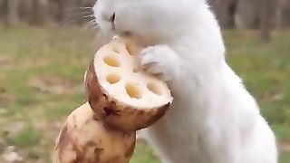 New funny video.tianyuanmengchong_28.