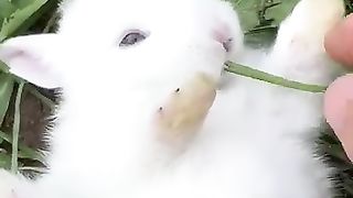 New funny video.tianyuanmengchong_38.