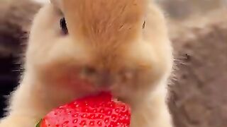 New funny video.tianyuanmengchong_36.