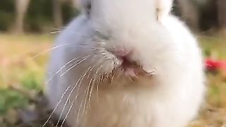 New funny vedeo.tianyuanmengchong_34.
