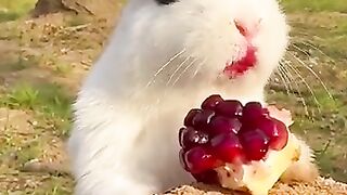 New funny video.tianyuanmengchong_42.