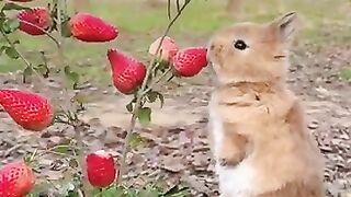 New funny video.tianyuanmengchong_41.