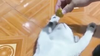 Try not to laugh ???????? 2