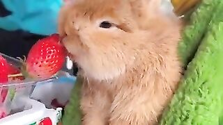 New funny video.tianyuanmengchong_40.