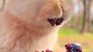 new funny video.tianyuanmengchong_48.