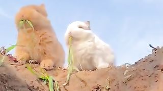 New funny video.tianyuanmengchong_47.