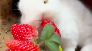 New funny video.tianyuanmengchong_46.