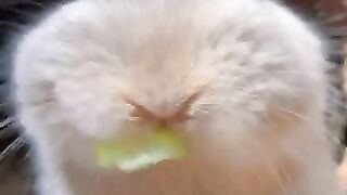 New funny video.tianyuanmengchong_45.