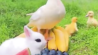 New funny video.tianyuanmengchong_44.
