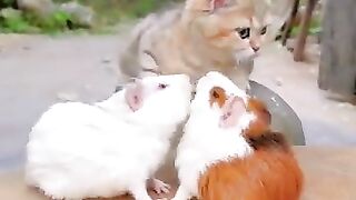 New funny video.tianyuanmengchong_56.