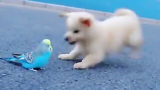 New funny video.tianyuanmengchong_51.