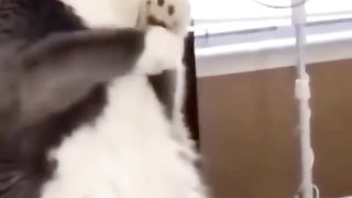 Funny video ???????????? 18
