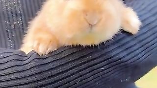New funny video.anyuanmengchong_49.