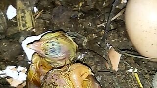 Egg operations