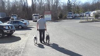 Owner working his two Pit Bulls on Heeling! Pit Bull Trainers in Northern Virginia