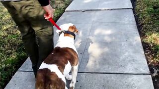 Behind the scenes working with rescue Pitbull