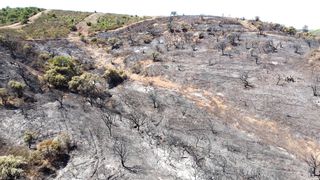 Aerial drone view of the burning forest next to the road