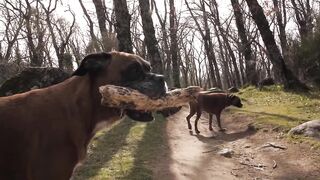 Intelligent Boxer Dog in a forest Slow Motion Dog training