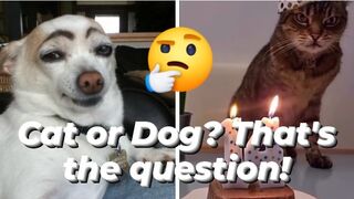 Cat or Dog?That's the question!