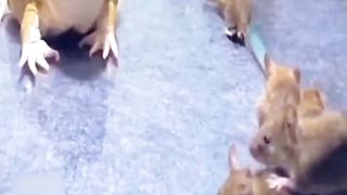 fat frog is catching cute mice