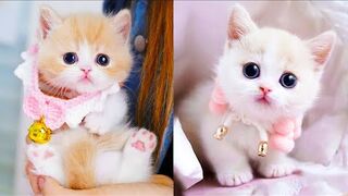 Baby Cats - Cute and Funny Cat Videos Compilation | Aww Animals 4
