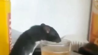 Mouse ki Memes