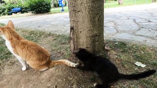 Mother Cat Slaps Her Kitten for Bothering Her