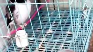 Funny animals 50