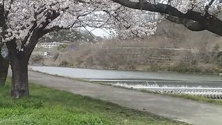 Bunga sakura