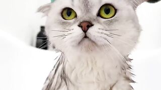 Cat Spa Day ????
