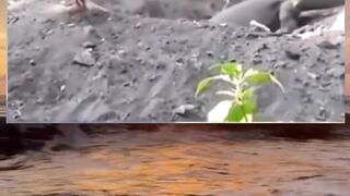 Lucunya kelakuan hewan ini