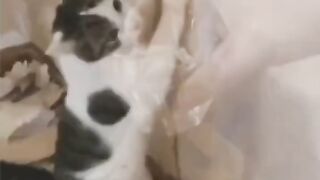 Lucunya kelakuan kucing yang random