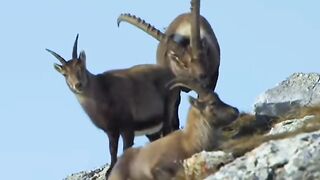 IBEX Hewan Yang Melawan Gravitasi