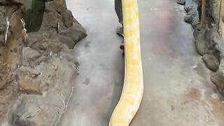 My baby snakes grew into giants