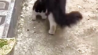 Cute cat behavior