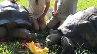 Giant Galapagos Tortoise Can Live For 250 Years