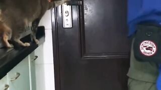 Teach the cat