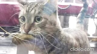 КОТКИ 9