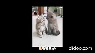 КОТКИ 10
