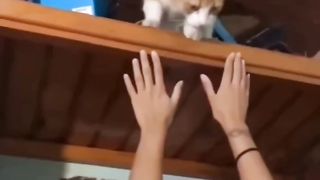 Kelakuan lucu kucing