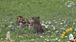 Cute baby animals Videos Compilation