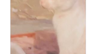 Cute cat expression