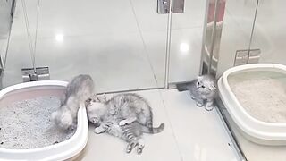 Dubai pets market visit kitten and cats