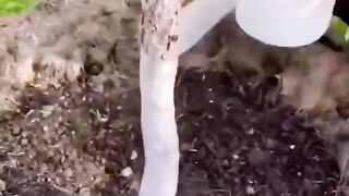 ДА ПРЕДПАЗИМ ОВОШКИТЕ