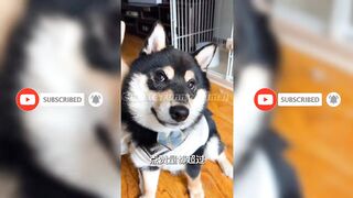 Cute baby animals Videos 2