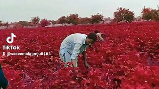 Cotton feild